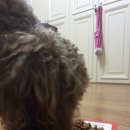 이니펫 | 개사료추천 강아지사료등급을 따진다면? 쿠쿳 Kookut