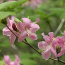 야생화편지 이미지