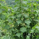 경화농장 네이버블로그