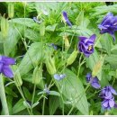 청보라 매발톱 10분 나눔 합니다,,,처음 나눔 하는것입니다,,ㅎ 이미지