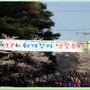 제17회 화개장터 벚꽃축제 (2009. 4. 3 ~ 5) / 무심초 이미지