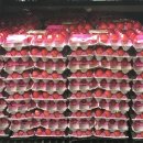 대성계란 - 진천군 | 대성계란