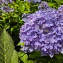 개왕마마 이미지