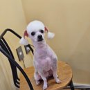 메리몰펫샵(사직점) 이미지