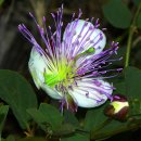 케이퍼꽃 [Caper (Capparis spinosa)] 이미지