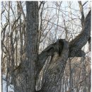 NR-5[영서로]-상-56 | 능경봉 ∼고루포기산(13. 2. 2)