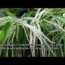 송박사의 꽃 이야기- 밤나무 이미지