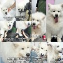 편안한 댕 네이버블로그