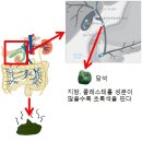 ＜마의＞ 백광현 뒷이야기 19 - 담석증의 치료 이미지