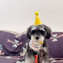 펫스튜리(petschurri) 이미지