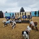 제주네 애견유치원 이미지