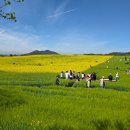 정자농장 | [고창 청보리밭 축제] 청보리와 유채꽃이 끝없이 펼쳐진 전북 고창 학원농장 봄 축제 추천리뷰