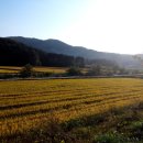 장인자연산버섯찌게 이미지