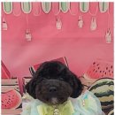 펫러버 그루밍 이미지