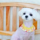 도리도리펫샵 이미지