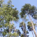 행정사 푸른사무소 이미지