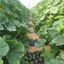 조미영농장 이미지