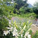 들녘국수