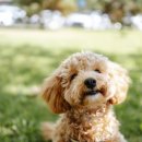 애견유치원&호텔 초댕학교 이미지