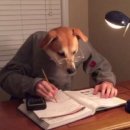 뽀모도로 이미지