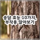 송담3로 | 송담 효능 10가지, 부작용 알아보기