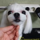 퍼피졸리