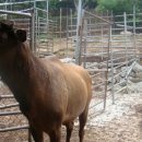 엘크사슴 이미지