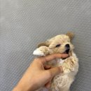 강아지분양 고양이분양 포근퍼피 | 믿을 수 있는 창원 퍼피어스, 창원 강아지 분양