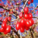 웅진오토캠핑장 | 충청도 산수유 축제 명소 추천 3월 봄꽃 구경 가기 좋은 여행지 베스트 10 및 숨겨진 노란 꽃대궐 감성...