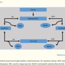 산화 스트레스 바이오 마커 탐구 -- protein carbonyls, MDA, 요산 이미지