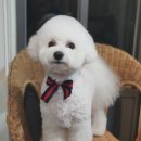 피닉스애견미용 네이버블로그