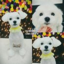 온양애견미용 이미지