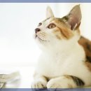 한결동물의료센터 이미지