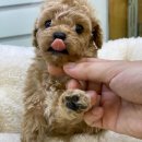 엔젤인독스 이미지