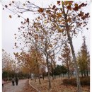 옥구2교 | [20111106]가을비 우산속에 '군포 수리산 임도 걷기+오이도 옥구정 낙조 감상'을 다녀오다 - 4부