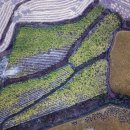 낙동다락논녹색길 이미지