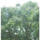 황금이식물원 이미지