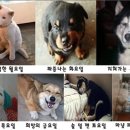 강아지랑나랑 이미지