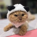 미묘하개 이미지