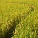 상장1리 마을회관 이미지