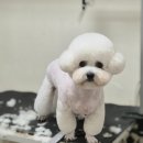 쿨펫 동물병원 동구점 | 대구 율하 애견미용 :: 비숑미용 잘하는곳 쿨펫동물병원