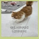 별다방 야옹이 이미지
