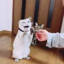 [직장인의 펜싱하기] 2022 서울 아시아 펜싱 선수권 대회 2일차/4일차 직관후기!!!!