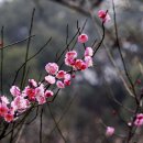 오직하나 Daum카페