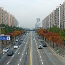 가로수 이미지
