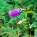 설악산천연보호구역 네이버블로그