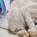 호호냥(Hohonyang) | 일산고양이미용 김포 파주 호호냥 사나운 페르시안 내돈내산 후기