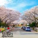 뽀그리 상점 | 벚꽃이 만개한 요즘 봄다꾸 몰아보기(다이소 다이어리 추천, 다꾸스티커 추천)