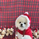 모여라댕댕이 이미지