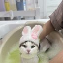 창원고양이미용 무냥무냥 이미지